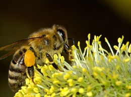Под Харьковом массово гибнут пчелы: причина неизвестна