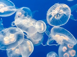 В прибрежных водах Никополя плавают медузы