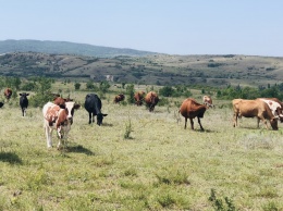 Ветеринары обнаружили в Белогорском районе коров без регистрации