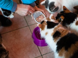 В Украине может наступить дефицит кормов для кошек и собак - бизнес-сообщество обратилось к Зеленскому