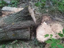В Малиновке вырубили деревья, инцидент расследует полиция