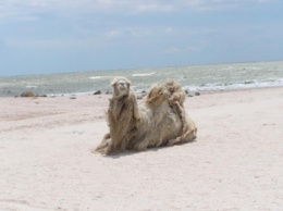 Назад в прошлое - как в Кирилловке верблюды на пляжах с туристами отдыхали (видео)