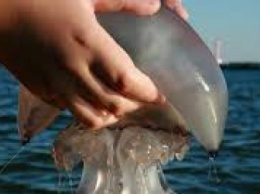 Медики рассказали о "целебных" свойствах медуз - что нельзя делать ни в коем случае