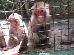 Летний бэби-бум в Николаевский зоопарке: родителями стали обезьяны, змеи, сервалы и другие животные (ФОТО)