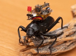 Исследователи создали видеорегистратор для жуков