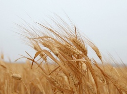 На Харьковщине среди пшеничного поля сгорел внедорожник