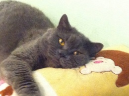 В Никополе пропал серый британский кот Френсис: помогите найти