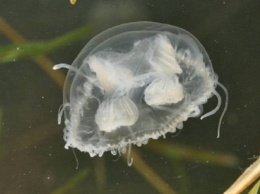 В водах Днепра в Киеве нашествие медуз: чем вызвана эта аномалия природы