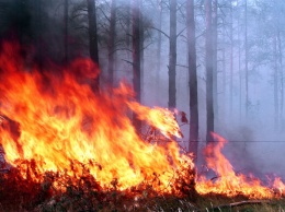 В Харьковской области загорелся лес: спасатели тушили масштабный пожар несколько часов, - ВИДЕО