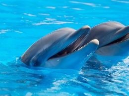 Прокуратура выявила нарушения в дельфинарии в Алуште