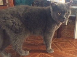 В Никополе спустя полтора месяца кот Френсис вернулся домой