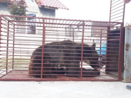 Медведи, которых едва не заморили голодом в частном зоопарке в Покровске, нашли новых владельцев, - ВИДЕО