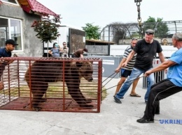 Конфискованные медведи из Покровска переезжают в реабилитационные центры