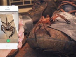 В Австралии создали приложение, которое может распознавать пауков и змей по фото