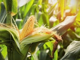 Диетологи перечислили полезные свойства кукурузы