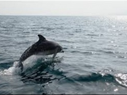 В Кирилловке дельфин резвился у самого берега (видео)