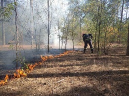 В Николаевской области неизвестные устроили поджоги в трех лесных урочищах