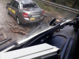 В Крыму ветер повалил дерево на движущийся автомобиль (ФОТО)