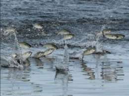 В Кирилловке Молочный лиман просто кишит рыбой: опубликовано ВИДЕО