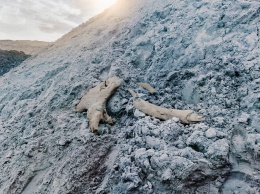 На Ямале обнаружены останки мамонта