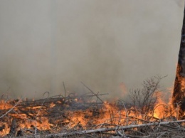 В Новомосковском лесхозе Харьковской области локализован пожар