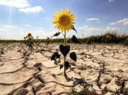 Убытки от засухи: в Одессе просят разработать механизм кредитования аграриев