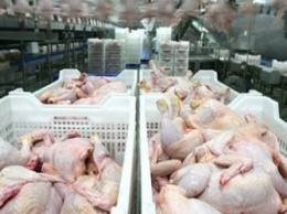 МХП во втором квартале экспортировал более 88 тонн курятины