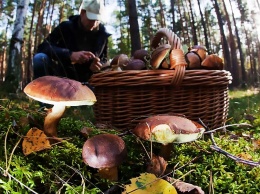 Сезон отравлений в Днепре: как собирать грибы и остаться в живых