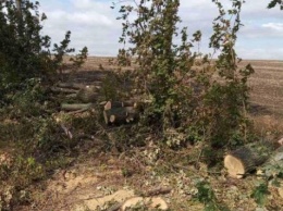 На Николаевщине браконьеры спилили дубы