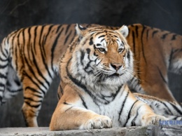 В Николаевском зоопарке празднуют 15-летие двух амурских тигриц
