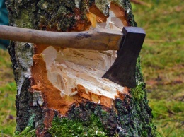 Жителя Днепропетровщины будут судить за незаконную вырубку деревьев