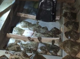 В Приазовском районе пограничники задержали браконьеров с незаконным уловом креветки и камбалы