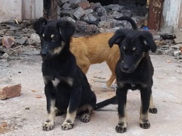 В Никополе трое щенят срочно ищут дом