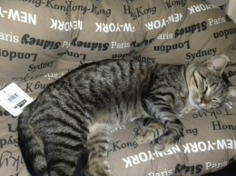 В Днепре кот с необычным именем ищет дом (Фото)