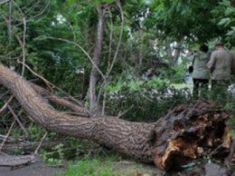 В Харькове из-за непогоды упало семь деревьев