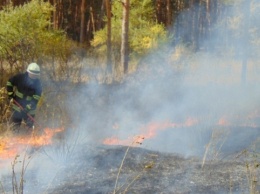 Лесной пожар в Луганской области: эвакуируют жителей двух сел