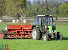 «Экватор» посевной кампании озимых зерновых преодолен в ДНР