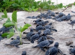 Черепахе подбросили искусственные яйца с GPS, чтобы отследить «черных» торговцев