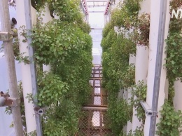 В Гонконге экопродукты стали выращивать в грузовых контейнерах (видео)
