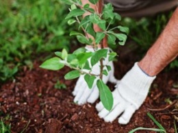 Где Днепропетровщине пройдет акция по озеленению «1 миллион деревьев - за 24 часа»
