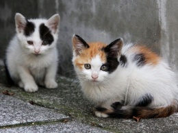 Жителей Никополя просят подписать петицию в защиту бездомных котов