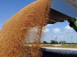 Аграрии предупреждают о рисках обвала рынка зерновых