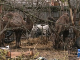На Харьковщине верблюды портят урожай