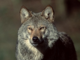 Жители Колорадо проголосовали за возвращение волков