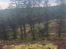 В Ирландии оползень "переместил" часть леса