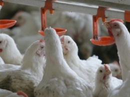 Крупнейший производитель курятины в Украине показал в III квартале убыток $47 млн