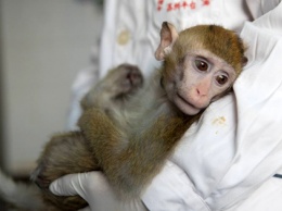 Разработка вакцины: скоро может возникнуть нехватка обезьян