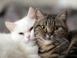 Коты и кошки: чем на самом деле лучше кормить питомцев
