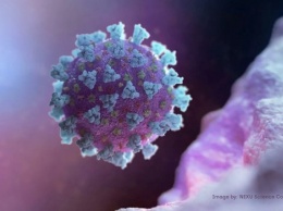 НАН Украины обнародовала прогнозы суточной и общей заболеваемости коронавирусом на две недели вперед