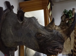 Во львовском музее отреставрировали редкого носорога
